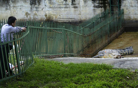 Zoo worker has arm reattached after crocodile attack