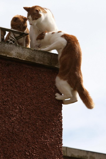 Spidercat climbs walls to enter flat