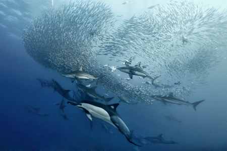 Photos: Dolphins enjoy sardine feeding frenzy