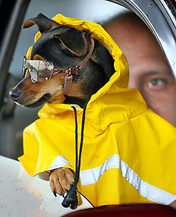 Miniature pinscher in sunglasses