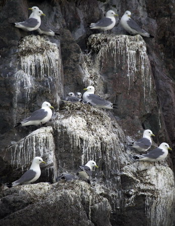 Icebergs and glaciers in Greenland