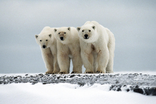 Russian polar bears adapt to warming, threats grow