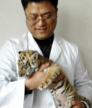 South China tiger cub comes out of incubator