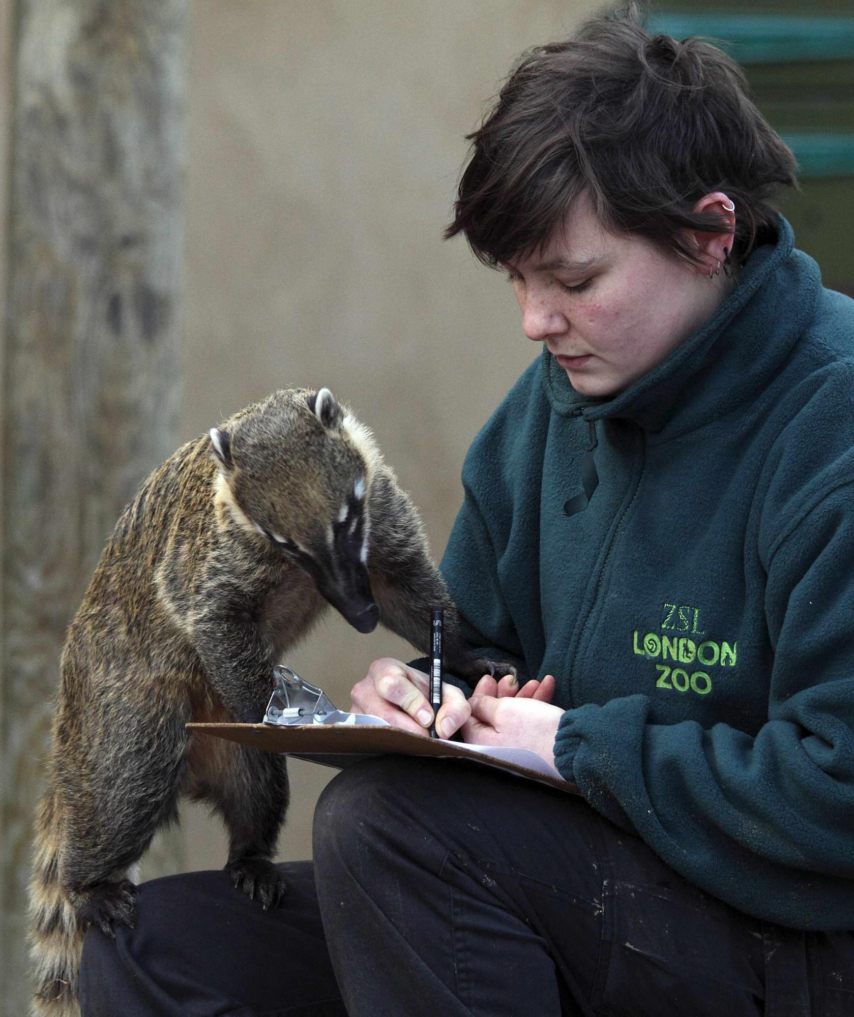 Animals head count in London zoo