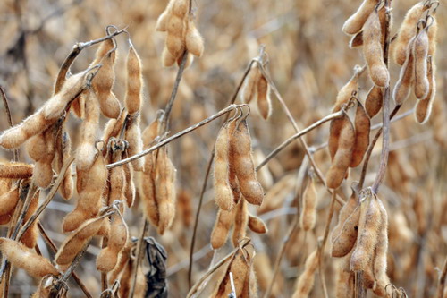 Soy harvest starts on a farm in Correntina
