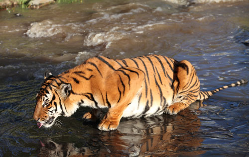 South China tigers back to the wild in South Africa 