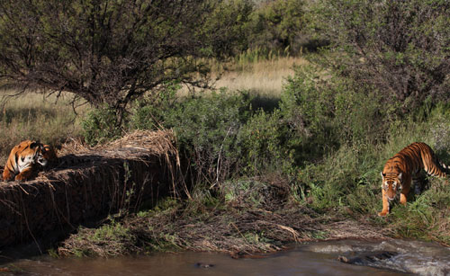 South China tigers back to the wild in South Africa 