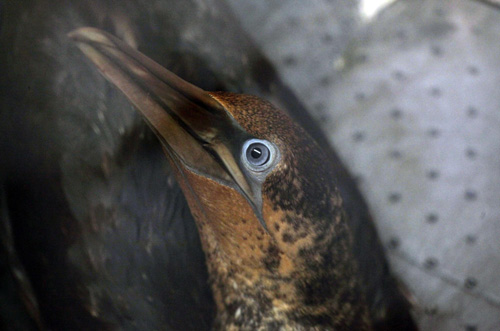 US oil spill threatens wildlife