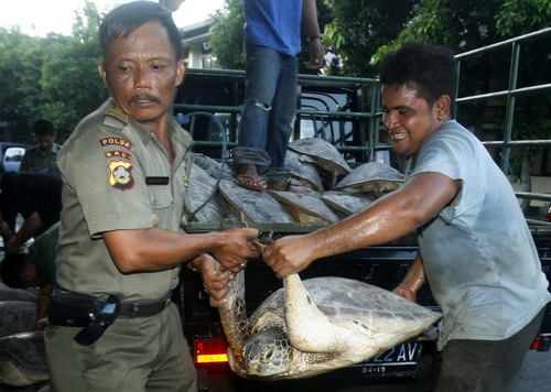 Indonesia police rescue turtles from dining table