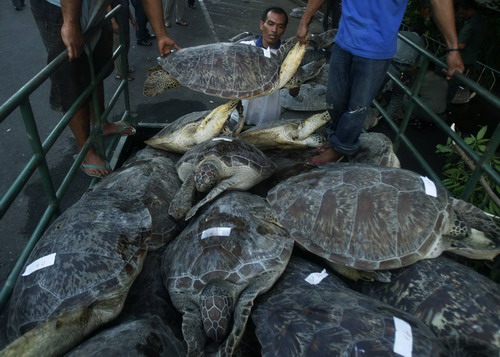 Indonesia police rescue turtles from dining table