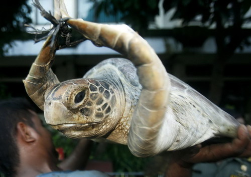 Indonesia police rescue turtles from dining table