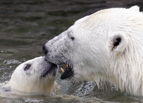 Polar bear cubs make their debut in Quebec