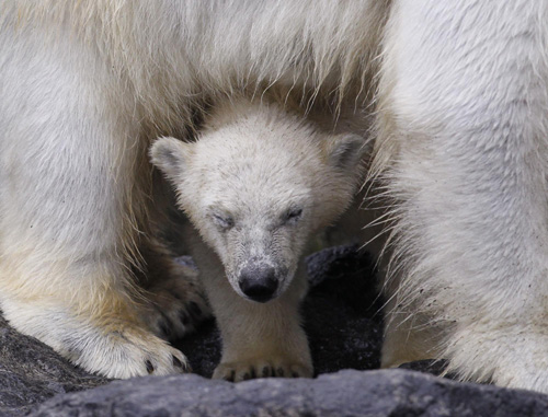 Polar bear cubs make their debut in Quebec