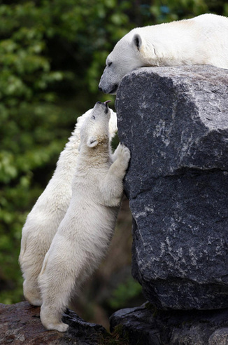 Polar bear cubs make their debut in Quebec
