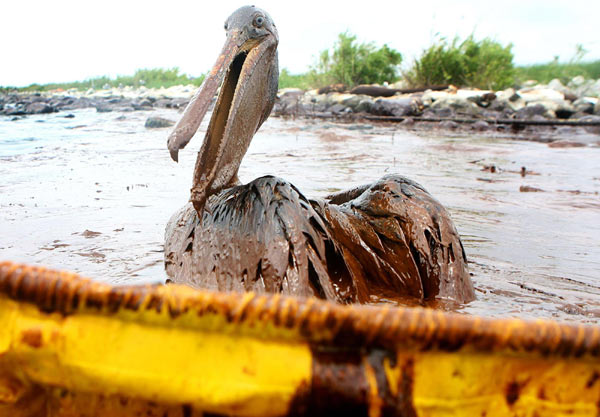 Oil spill endangers wildlife