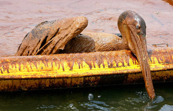Oil spill endangers wildlife