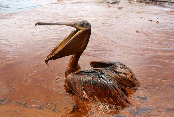 Oil spill endangers wildlife