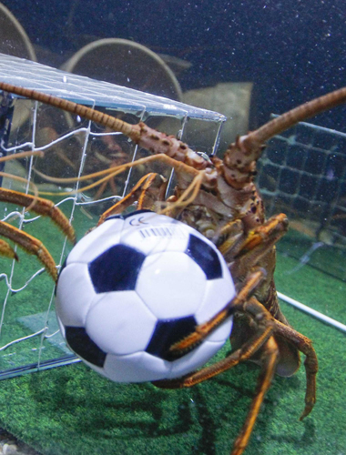 Crawfish play soccer amid World Cup fever
