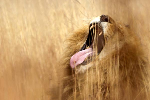 African lion yawns