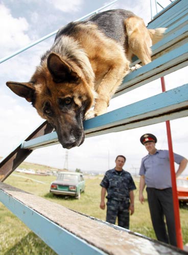 Police dogs go through service tests in Russia
