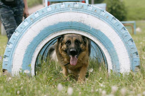 Police dogs go through service tests in Russia