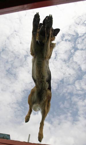 Police dogs go through service tests in Russia