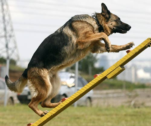 Police dogs go through service tests in Russia
