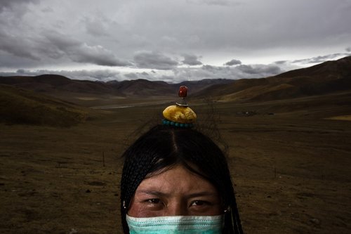 Tibetans searching for medicinal fungus