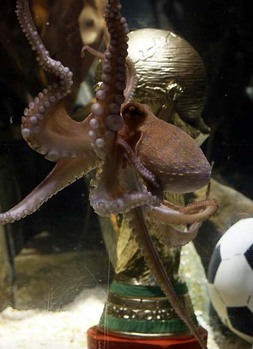 Oracle Paul gets own World Cup for winning streak