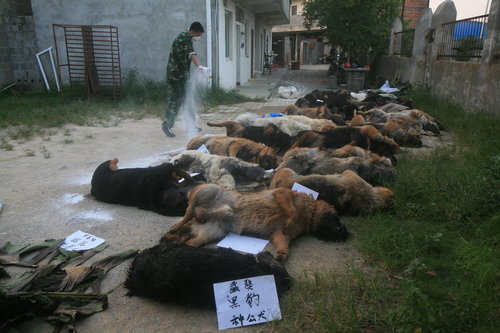 Twenty-nine dogs of the 31 in the training center died after they were fed anthelmintic tablets on August 2. 29 police dogs poisoned to death in S.China