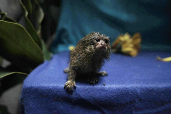 World's smallest monkey in danger of extinction