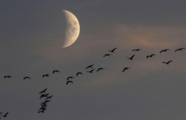 Migrating cranes