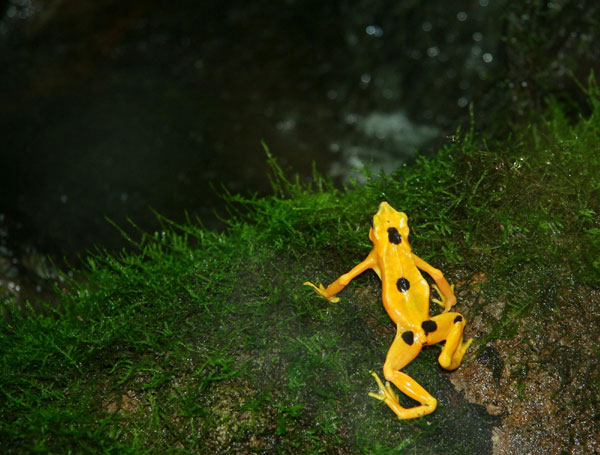 Panama golden frogs close to extinction