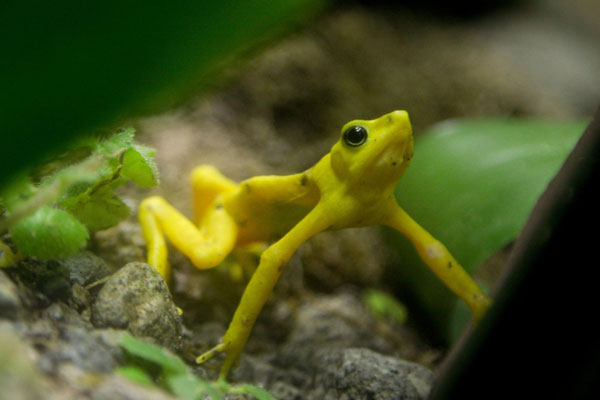Panama golden frogs close to extinction