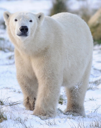 Polar bear frolicks in snow