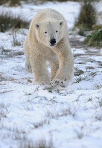 Polar bear frolicks in snow