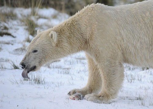 Polar bear frolicks in snow