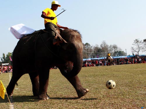 Elephant race in Nepali festival