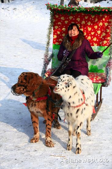 A sheep in leopard's clothing