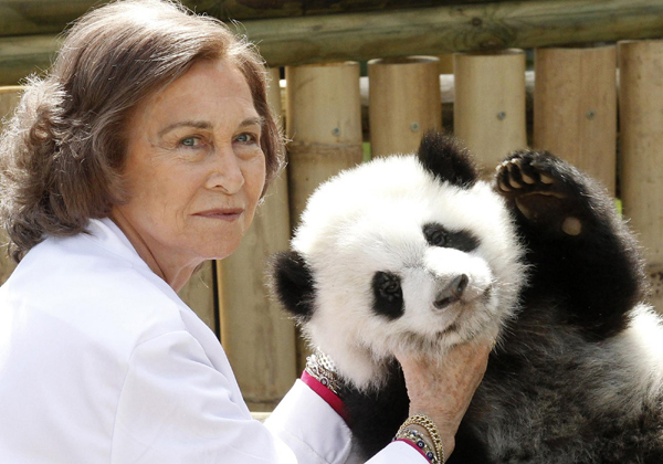 The queen of panda cubs