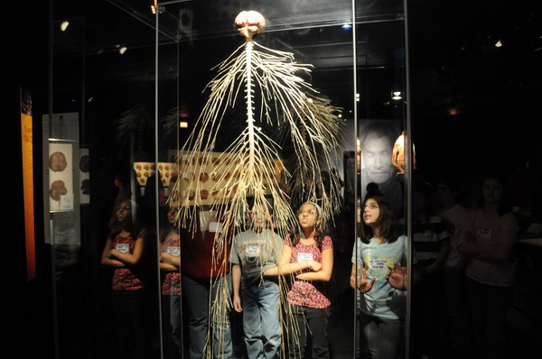 Body Worlds exhibit reveals secret of aging