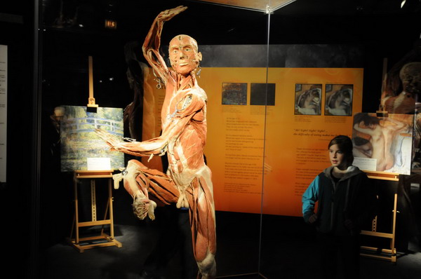 Body Worlds exhibit reveals secret of aging