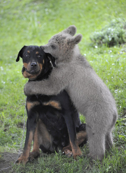 Bear cub Medo plays with the Logar family dog in Podvrh village, central Slovenia June 1, 2011. Slovenian family adopts a bear cub