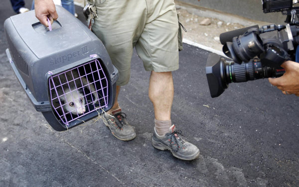 A TV cameraman films the famous cross-eyed opossum Heidi transported to its enclosure at the newly built tropical hall of the Zoo in Leipzig, June 9, 2011. Heidi the cross-eyed opossum gets new digs