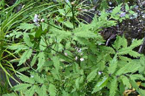 A live report on five climbers challenging a 5,062m peak