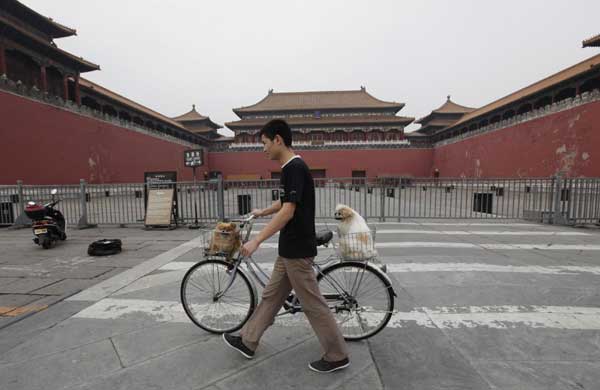 Dogs riding a bicycle