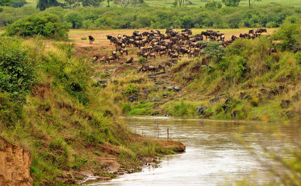 Gnus migrate across Mara River in Kenya
