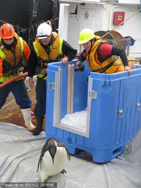 In this handout image provided by NIWA (National Institute of Water and Atmospheric Research), 'Happy Feet', the emperor penguin who became lost and ended up on a New Zealand beach prepares to make his return to the sea, on September 4, 2011, at sea off Campbell Island, in the Southern Ocean. The penguin has been fitted with a tracking device so that researchers can continue to monitor his progress. Penguin 'Happy Feet' back in the Southern Ocean