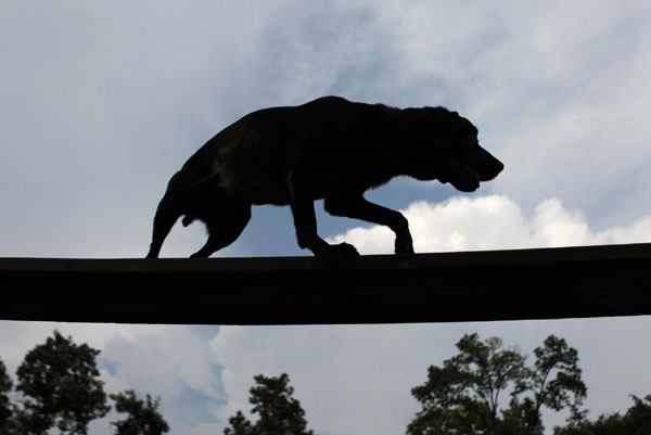 Red, a 12-year-old Labrador who is retired as an active search dog, goes through an obstacle course during a training exercise in Pumphrey, Maryland, August 18, 2011. Retired dog of 9/11 keen on search cause