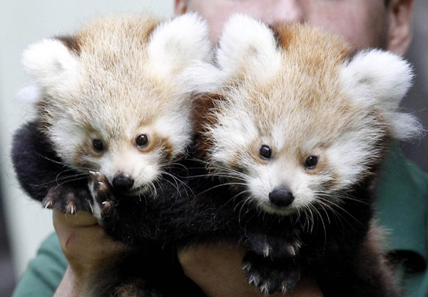 Two newborn Red Panda twin cubs are presented to the media at the Berlin Tierpark zoo, Sept 13, 2011. The pandas named Kit and Kitty were born in June in the German capital. Newborn Red Panda twin cubs in Berlin zoo